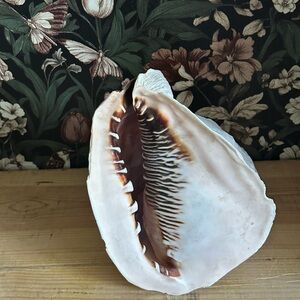 Vintage 1980s Large Lightining Whelk Sea Shell